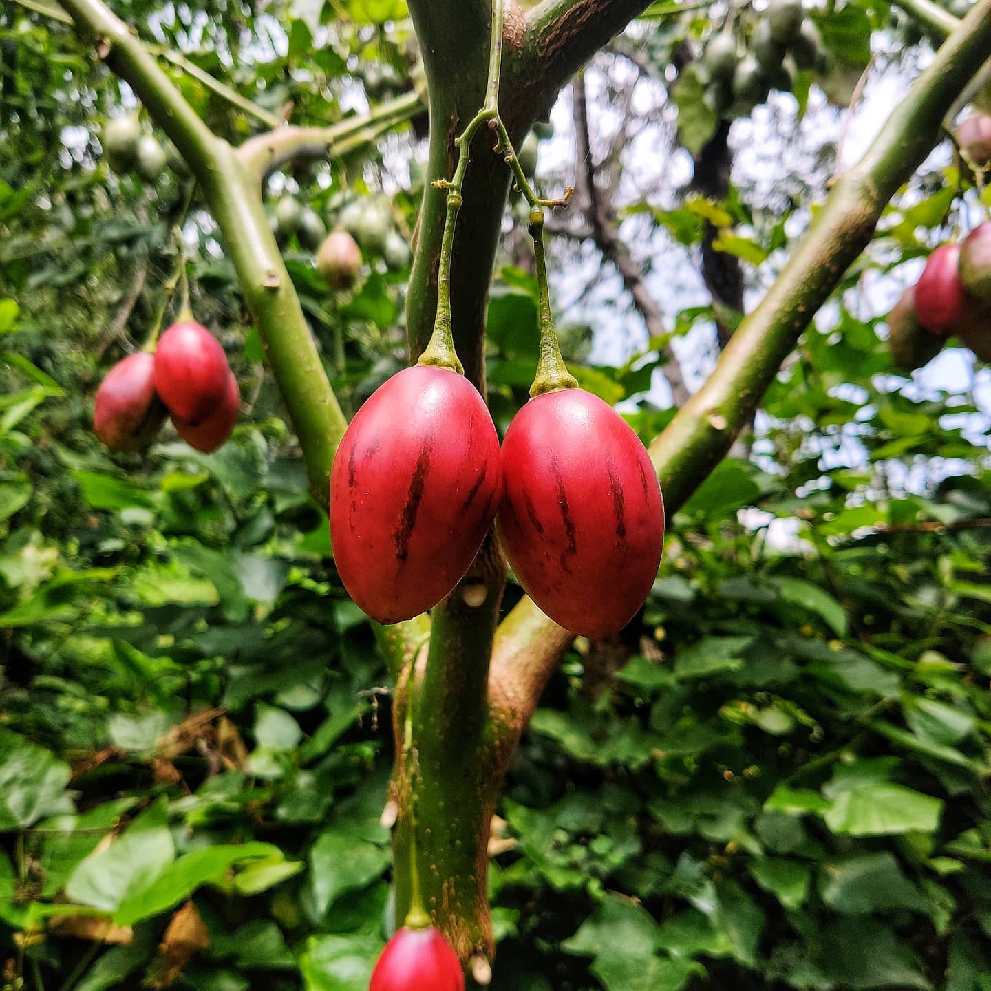 Kanthalloor Jeep Safari BillionTrips Explore New Places, Share